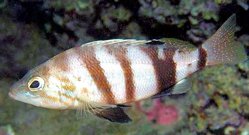 Serranus hepatus_02.jpg